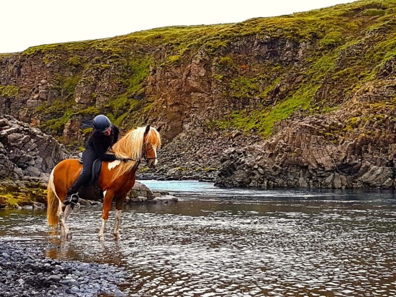 Reiðdagsferð einkahestabaks