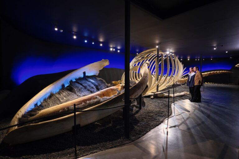 Húsavík Whale Museum Ticket