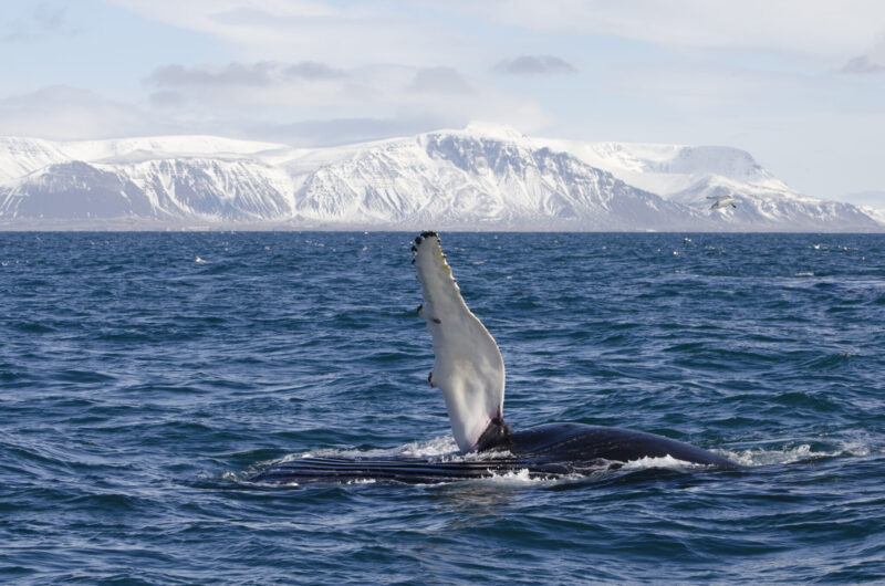 Goðafoss Waterfall & Whale Watching Tour from Akureyri