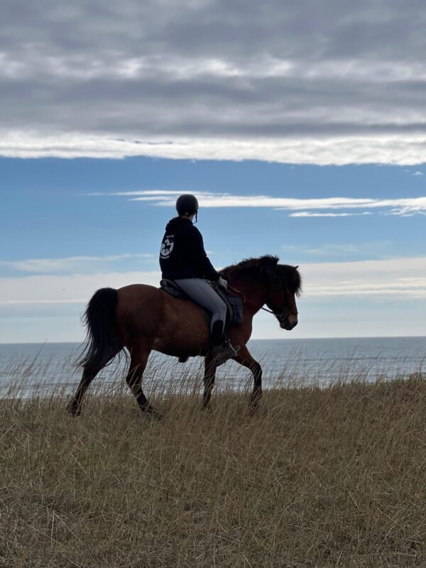 Beginner Track – horseback riding tour on Snæfellsnes