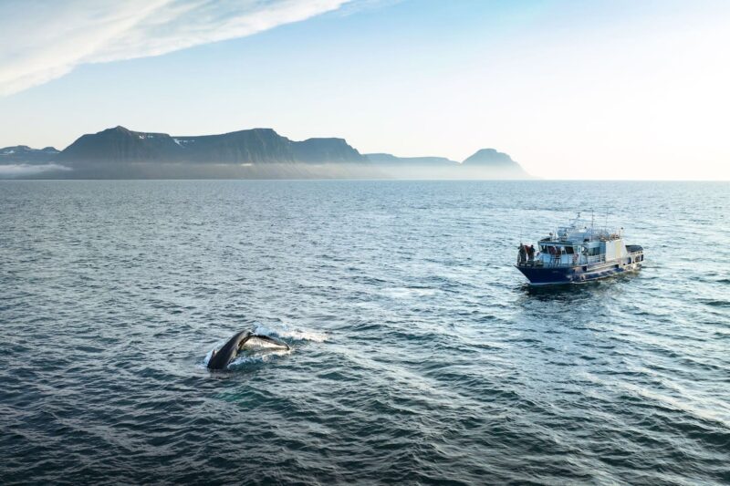 Midnight Whale watching / hydrophone