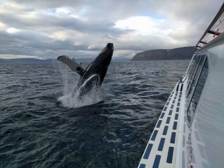 Whale Watching Ísafjörður