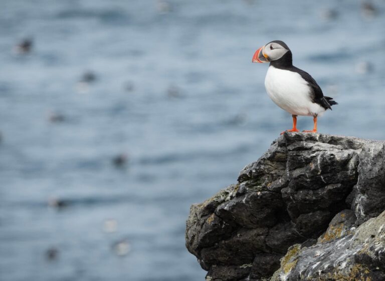 Puffin Party