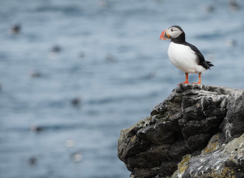 Puffin Party
