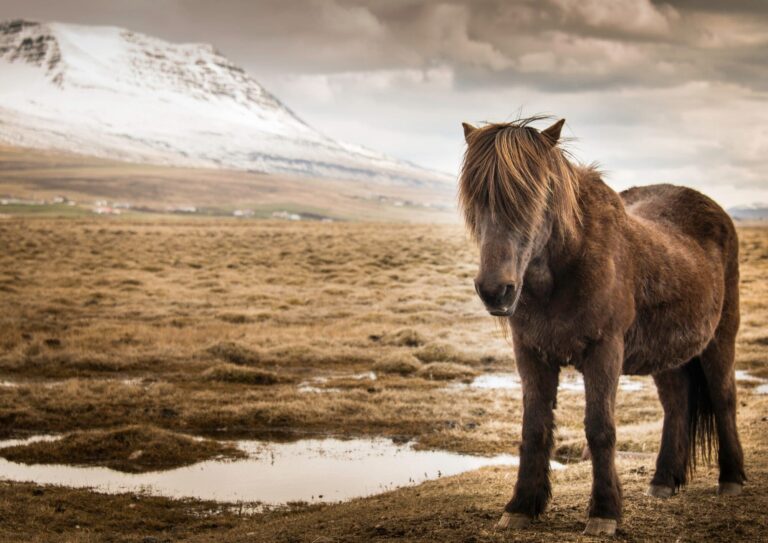 Get Off the Beaten Path – Borgarfjörður Private Tour