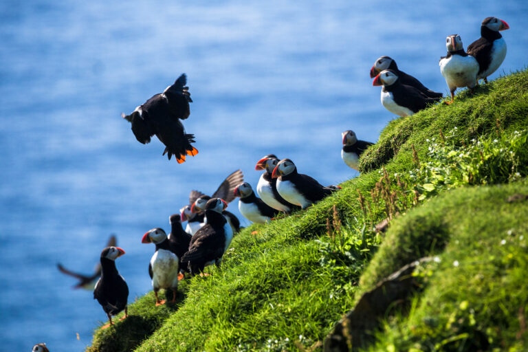 Exclusive Westman Islands Adventure – A Private Day Tour