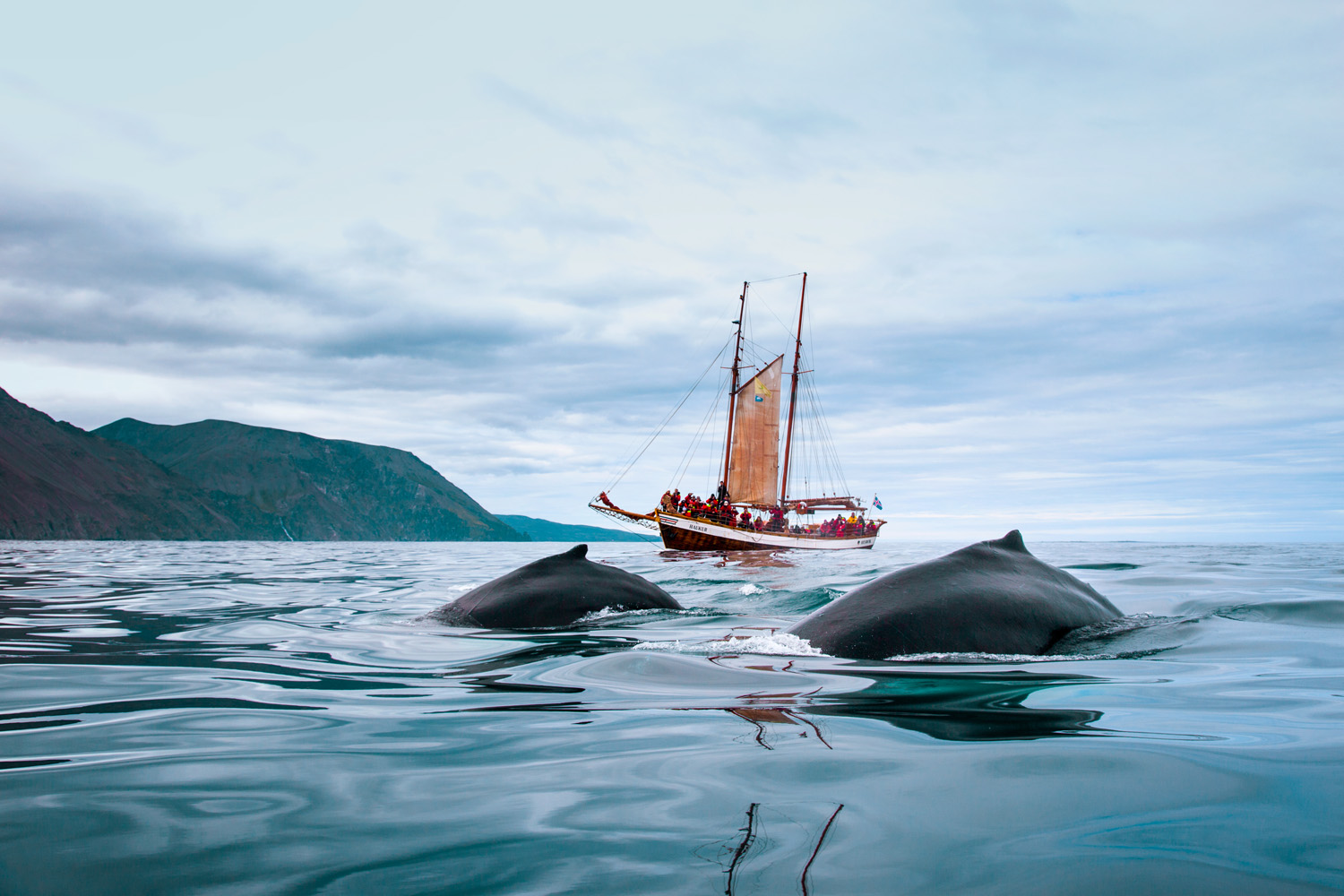 Whales and Sails
