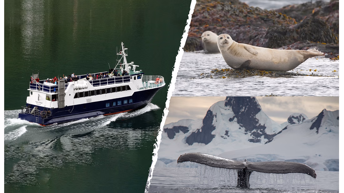 Whales & Waves: An Epic Marine Adventure Tour